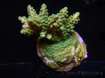 WYSIWYG-Acropora sp AUSTRALIE Minicolonie 16