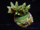 WYSIWYG-Acropora sp AUSTRALIE Minicolonie 16