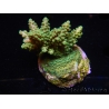 WYSIWYG-Acropora sp AUSTRALIE Minicolonie 16