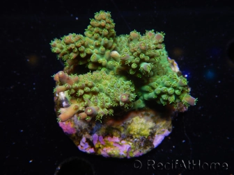 WYSIWYG-Acropora sp AUSTRALIE Minicolonie 17