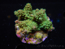 WYSIWYG-Acropora sp AUSTRALIE Minicolonie 17