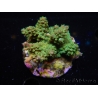 WYSIWYG-Acropora sp AUSTRALIE Minicolonie 17