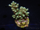 WYSIWYG-Acropora sp AUSTRALIE Minicolonie 18