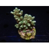 WYSIWYG-Acropora sp AUSTRALIE Minicolonie 18
