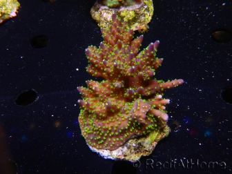 WYSIWYG-Acropora sp AUSTRALIE Minicolonie 19