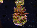 WYSIWYG-Acropora sp AUSTRALIE Minicolonie 19