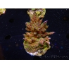 WYSIWYG-Acropora sp AUSTRALIE Minicolonie 19