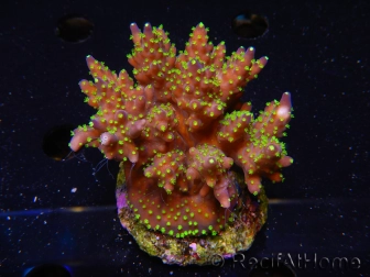 WYSIWYG-Acropora sp AUSTRALIE Minicolonie 20