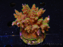 WYSIWYG-Acropora sp AUSTRALIE Minicolonie 20