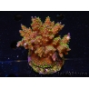 WYSIWYG-Acropora sp AUSTRALIE Minicolonie 20