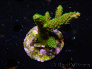 WYSIWYG-Acropora sp AUSTRALIE Minicolonie 21