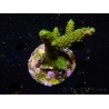 WYSIWYG-Acropora sp AUSTRALIE Minicolonie 21