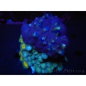 WYSIWYG Porites with Christmas Tree Worms 1 (10 cm)