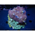 WYSIWYG Porites with Christmas Tree Worms 1 (10 cm)
