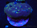 WYSIWYG Porites with Christmas Tree Worms 2 (10 cm)