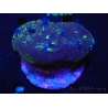 WYSIWYG Porites with Christmas Tree Worms 2 (10 cm)