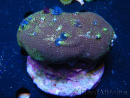 WYSIWYG Porites with Christmas Tree Worms 2 (10 cm)