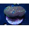 WYSIWYG Porites with Christmas Tree Worms 2 (10 cm)