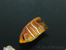 Pygoplithe diacanthus élevage Bali aquarich WYSIWYG 5 2,5-3,5 cm