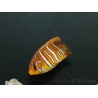 Pygoplithe diacanthus élevage Bali aquarich WYSIWYG 5 2,5-3,5 cm