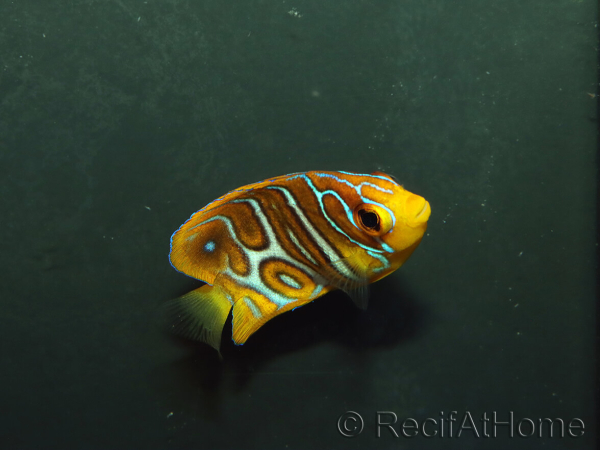 Pygoplithe diacanthus élevage Bali aquarich WYSIWYG 5 2,5-3,5 cm