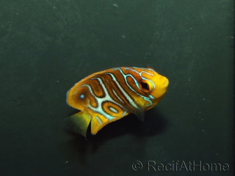 Pygoplithe diacanthus élevage Bali aquarich WYSIWYG 5 2,5-3,5 cm