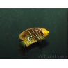 Pygoplithe diacanthus élevage Bali aquarich WYSIWYG 5 2,5-3,5 cm