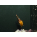 Pygoplithe diacanthus élevage Bali aquarich WYSIWYG 5 2,5-3,5 cm