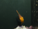 Pygoplithe diacanthus élevage Bali aquarich WYSIWYG 5 2,5-3,5 cm