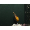 Pygoplithe diacanthus élevage Bali aquarich WYSIWYG 5 2,5-3,5 cm