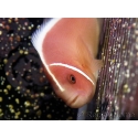 Amphiprion perideraion 4-6 cm