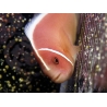 Amphiprion perideraion 4-6 cm