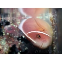 Amphiprion perideraion 4-6 cm