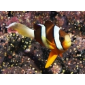 Amphiprion clarkii (le couple) 7-9 cm