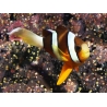 Amphiprion clarkii (le couple) 7-9 cm