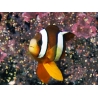 Amphiprion clarkii (le couple) 7-9 cm