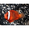 Amphiprion frenatus (le couple) 4-6 cm