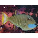 Xanthichthys auromarginatus male 12-14 cm