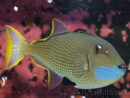 Xanthichthys auromarginatus male 12-14 cm