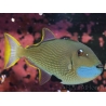 Xanthichthys auromarginatus male 12-14 cm