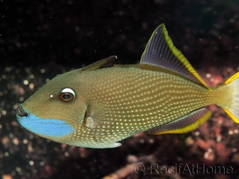 Xanthichthys auromarginatus male 12-14 cm