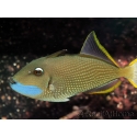Xanthichthys auromarginatus male 12-14 cm