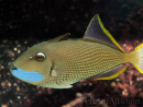 Xanthichthys auromarginatus male 12-14 cm
