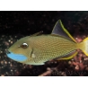 Xanthichthys auromarginatus male 12-14 cm