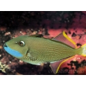 Xanthichthys auromarginatus male 12-14 cm