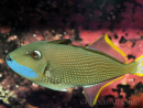 Xanthichthys auromarginatus male 12-14 cm