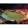Xanthichthys auromarginatus male 12-14 cm