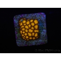 WYSIWYG RAH Leptastrea Gold 3B5