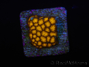 WYSIWYG RAH Leptastrea Gold 3B5