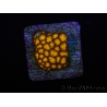 WYSIWYG RAH Leptastrea Gold 3B5